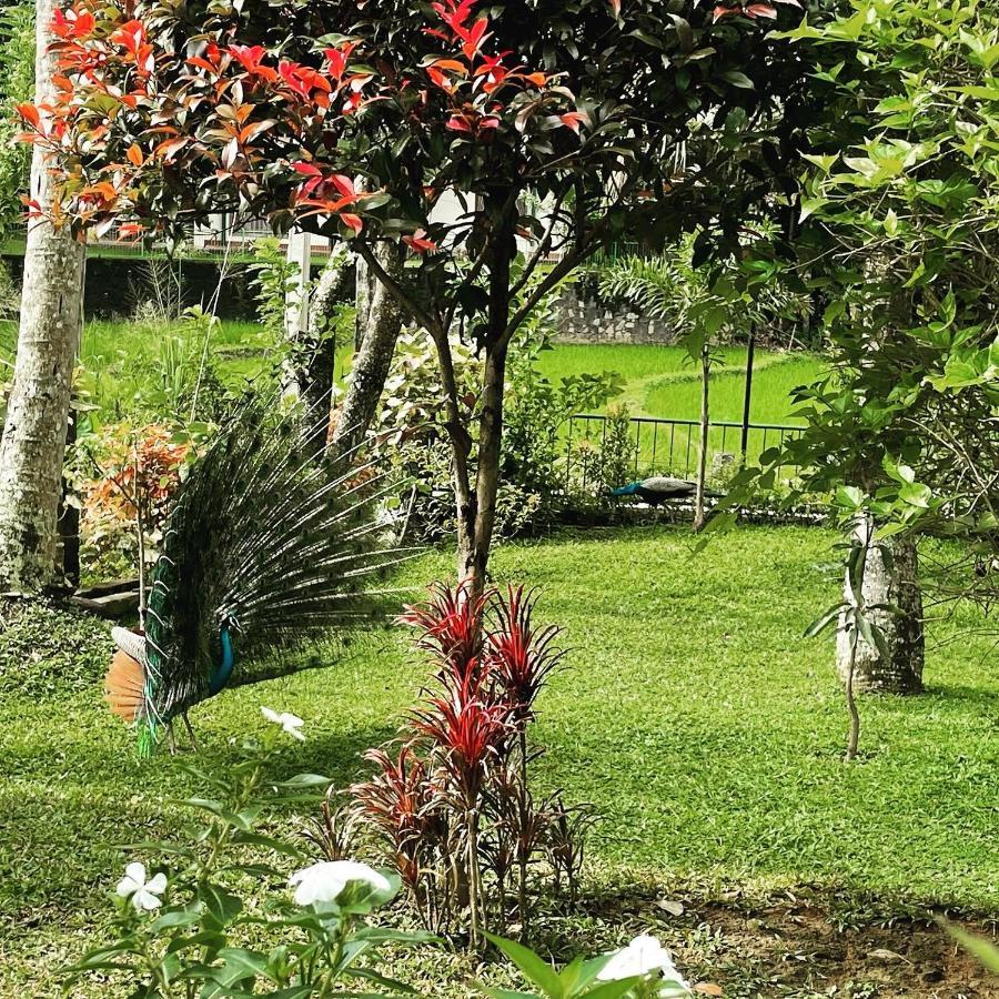 Surveyor'S Residence Bungalow Kandy Exteriör bild
