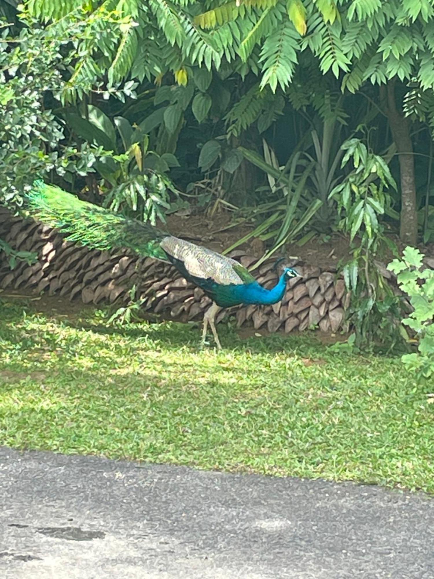 Surveyor'S Residence Bungalow Kandy Exteriör bild